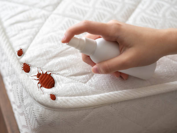 Best Spider Control Near Me  in Cleveland, MS